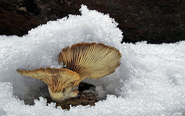 hliva ustricovitá Pleurotus ostreatus (Jacq.) P. Kumm.