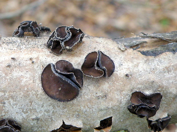 dutinovka lužná Sclerencoelia fascicularis (Alb. & Schwein.) P. Karst.