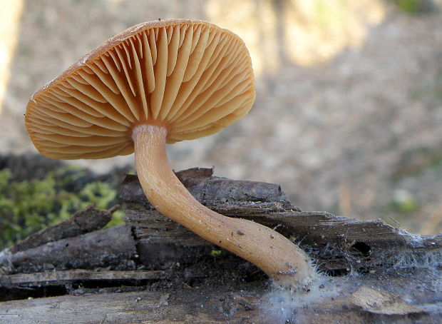 smeťovka Tubaria sp.