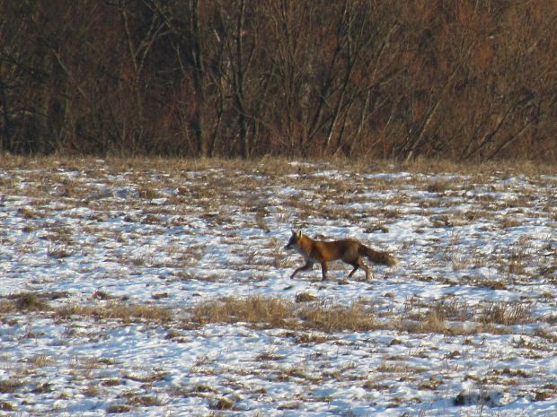 líška hrdzavá Vulpes vulpes