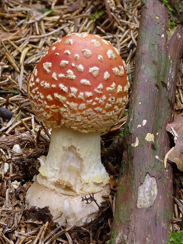 muchotrávka červená Amanita muscaria (L.) Lam.