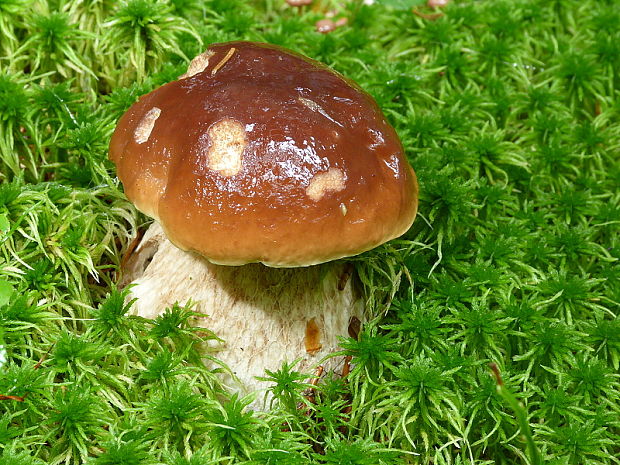 hríb smrekový Boletus edulis Bull.