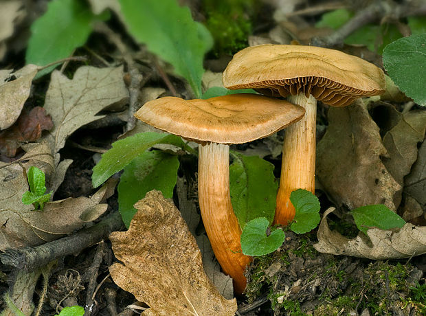 pavučinovec Bulliardov Cortinarius bulliardii (Pers.) Fr.