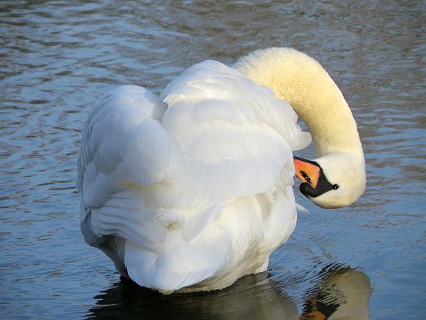 labuť hrbozobá Cygnus olor