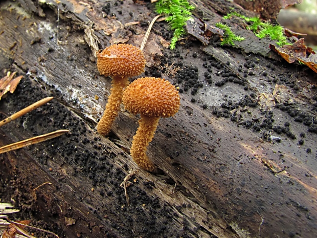 flamulaster ovešaný Flammulaster muricatus (Fr.) Watling