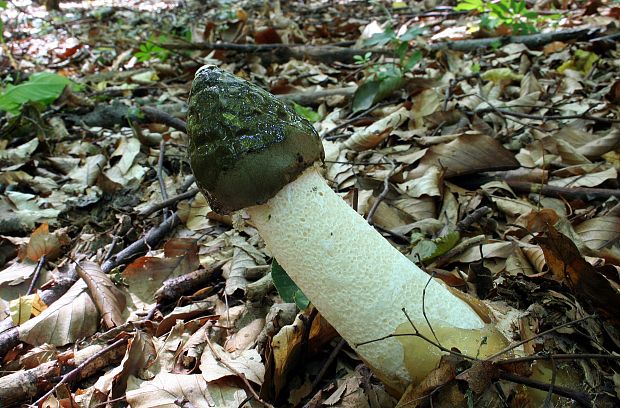 hadovka smradľavá Phallus impudicus L.