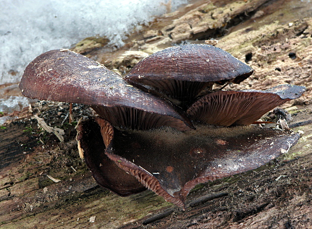 pňovka neskorá Sarcomyxa serotina (Pers.) P. Karst.