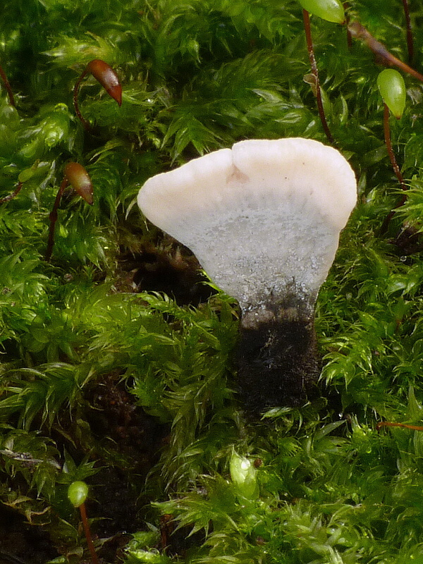 drevnatec parohatý Xylaria hypoxylon (L.) Grev.