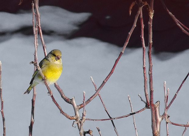 stehlík zelený   Carduelis chloris