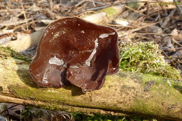 uchovec bazový Auricularia auricula-judae (Bull.) Quél.