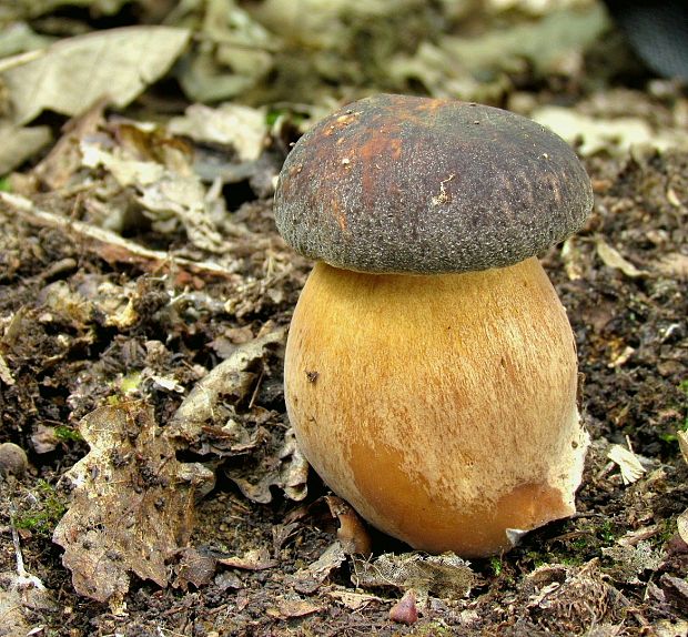 hríb bronzový Boletus aereus Bull. ex Fr.