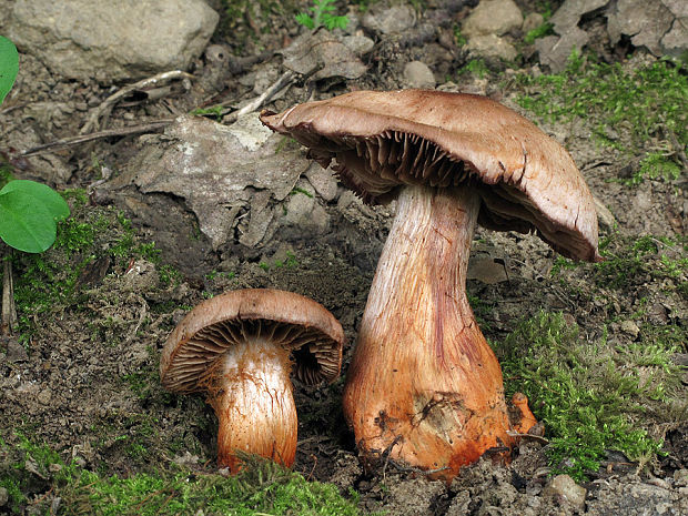 pavučinovec Bulliardov Cortinarius bulliardii (Pers.) Fr.