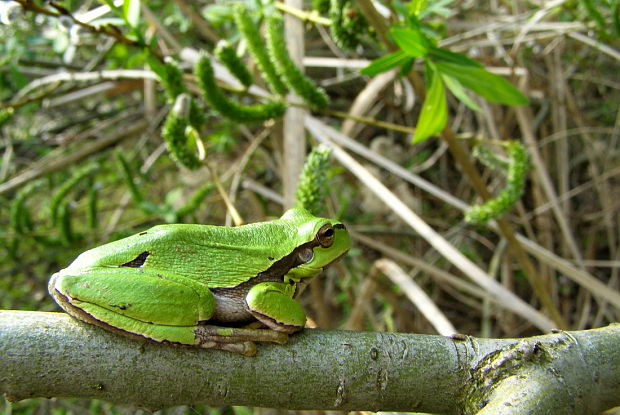 rosnička zelená Hyla arborea