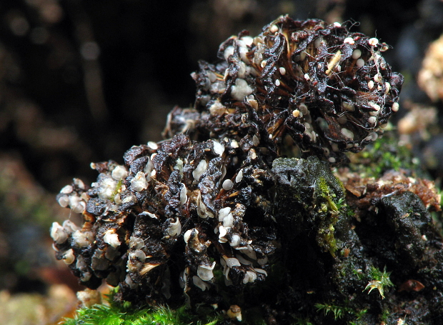 molízia Mollisia amenticola ?  (Sacc.) Rehm