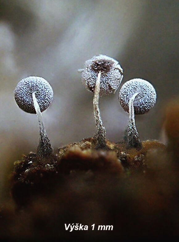 vápnikovec Physarum sp.