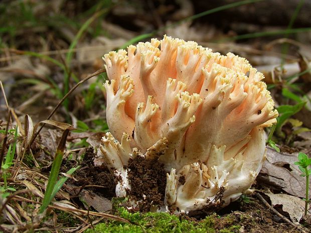 strapačka lososovoružová Ramaria subbotrytis (Coker) Corner