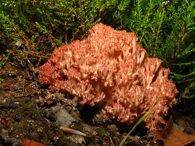 strapačka lososovoružová Ramaria subbotrytis (Coker) Corner