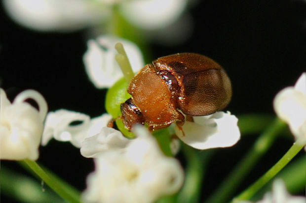 blyskáčik Epuraea silacea Herbst, 1784