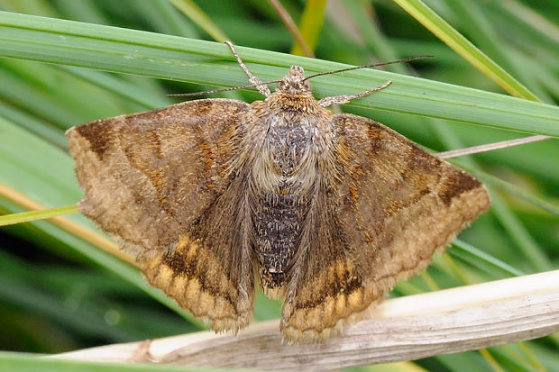 stužkavec hnedý Euclidia glyphica  Linnaeus 1758