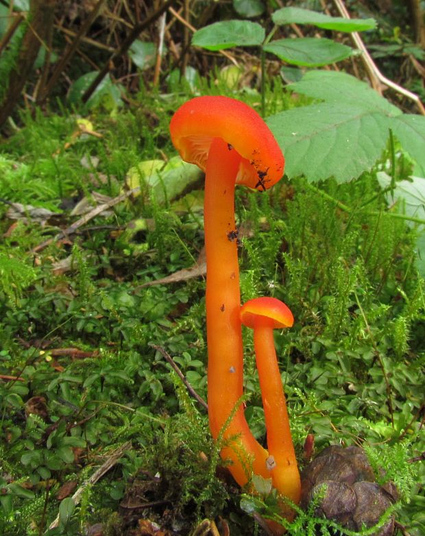 lúčnica Hygrocybe sp.