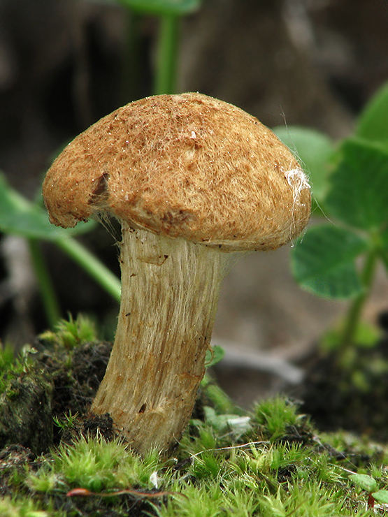 vláknica Inocybe sp.