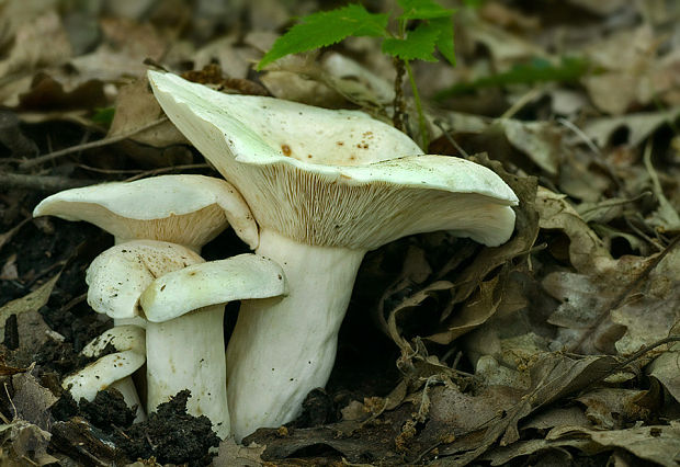 rýdzik korenistý Lactarius piperatus (L.) Pers.