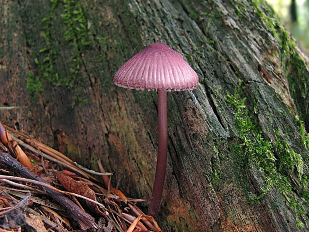 prilbička ružová Mycena rosella (Fr.) P. Kumm.