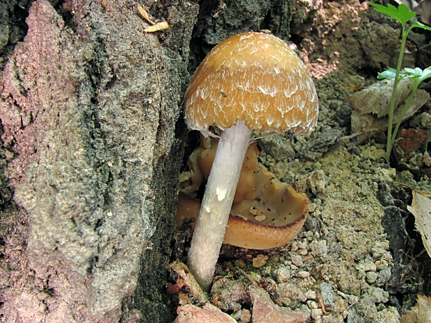 drobuľka Psathyrella sp.