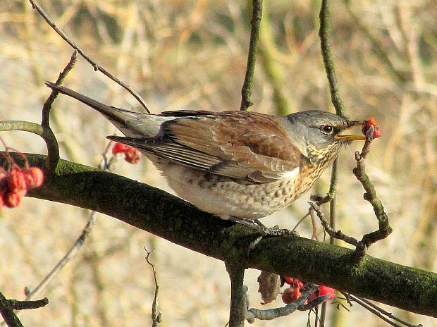 drozd čvíkotavý-drozd kvíčala Turdus pilaris