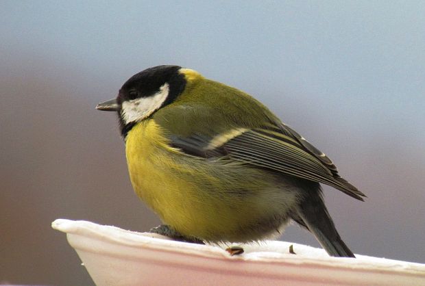 sýkorka bielolíca Parus major