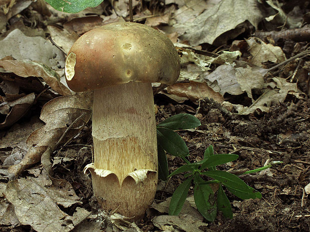 hríb bronzový Boletus aereus Bull. ex Fr.