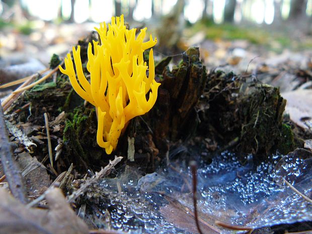 parôžkovec lepkavý Calocera viscosa (Pers.) Fr.