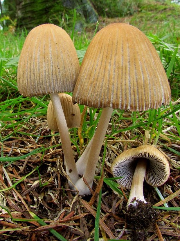 hnojník Coprinus sp.