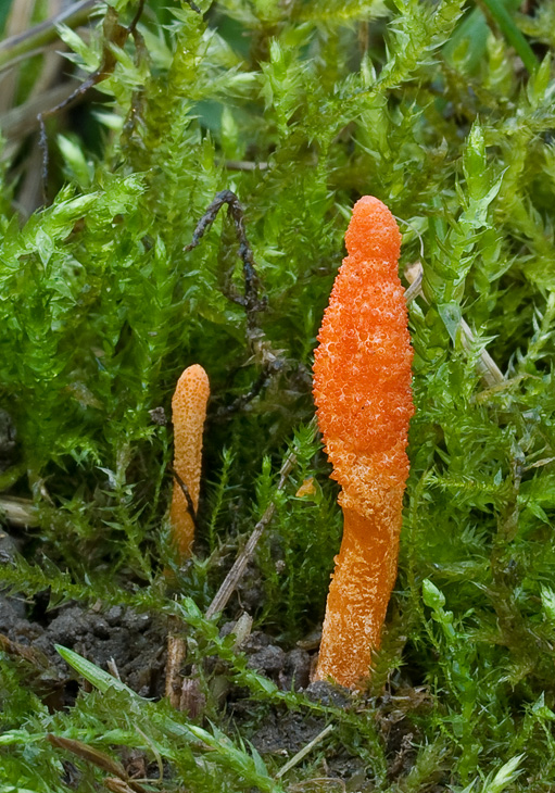 žezlovka hmyzová Cordyceps militaris (Fr.) Link