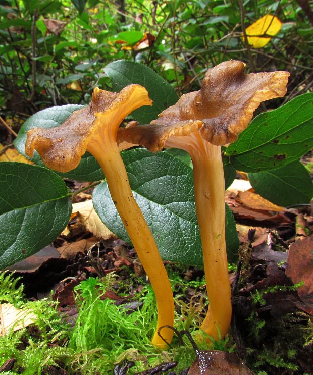 kuriatko lievikovité Craterellus tubaeformis (Fr.) Quél.