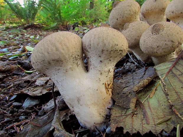 prášnica hruškovitá Lycoperdon pyriforme Schaeff.