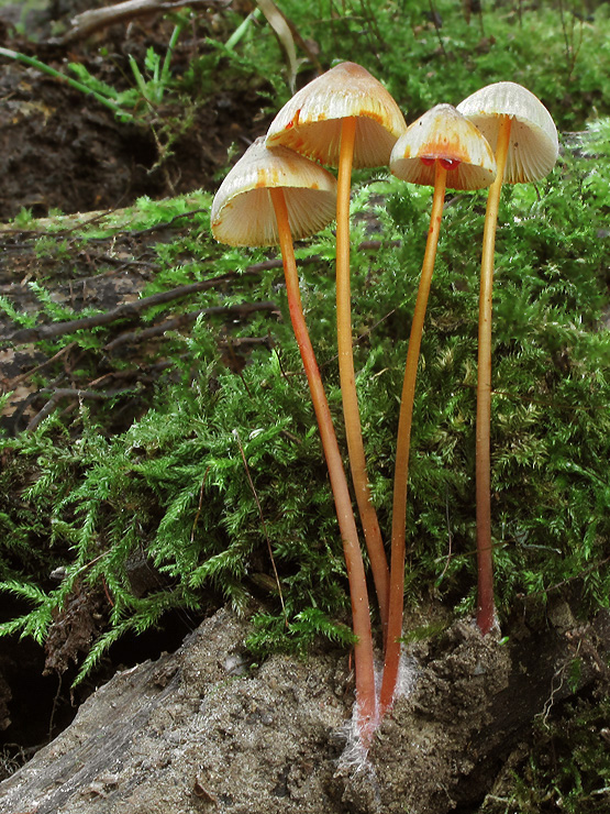 prilbička šafranová Mycena crocata (Schrad.) P. Kumm.