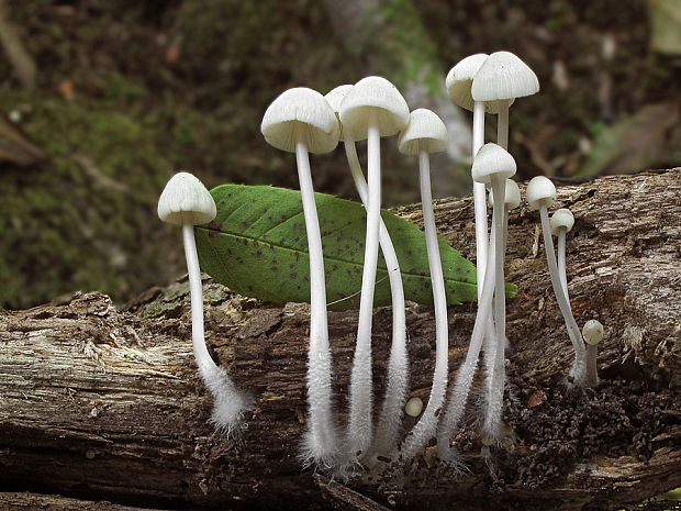 prilbička Mycena sp.