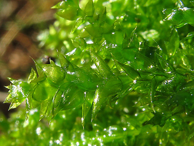 lesklec/lesklec dutolistý Plagiothecium cavifolium  (Brid.) Z. Iwats.