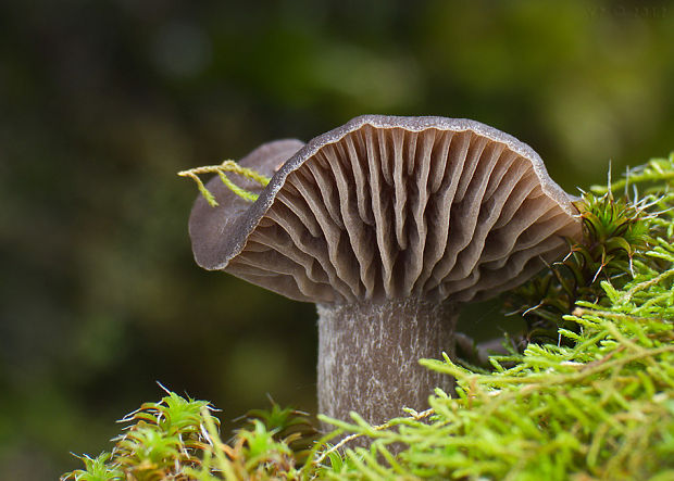 strmulica čiaškovitá Pseudoclitocybe cyathiformis (Bull.) Singer