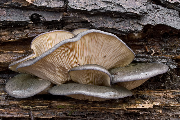 pňovka neskorá Sarcomyxa serotina (Pers.) P. Karst.