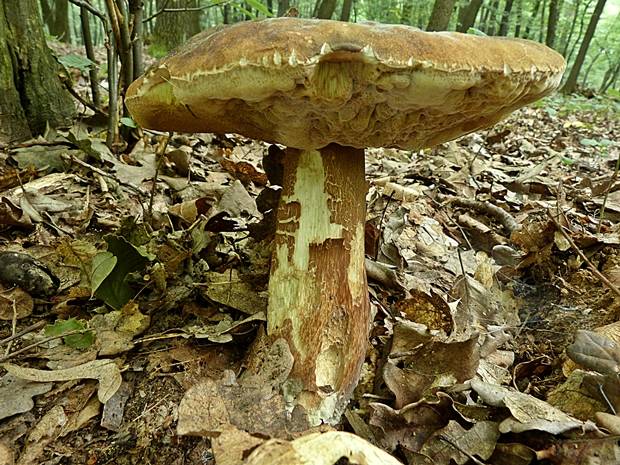 hríb bronzový Boletus aereus Bull. ex Fr.