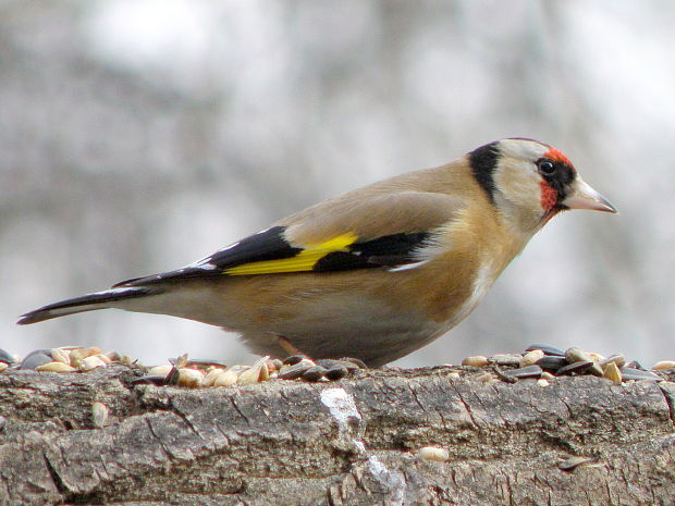 stehlík obyčajný  Carduelis carduelis