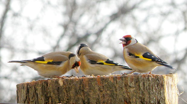 stehlík obyčajný  Carduelis carduelis