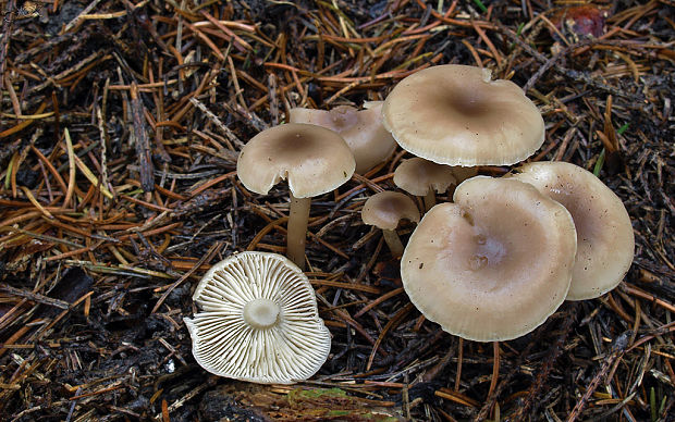 strmuľka? Clitocybe radicellata? Gillet