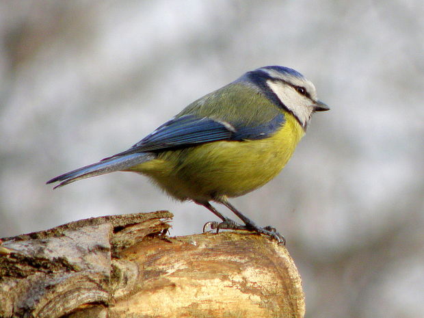 sýkorka belasá  Parus caeruleus