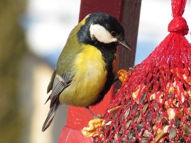 sýkorka bielolíca Parus major