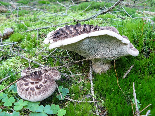 jelenkovec škridlicovitý Sarcodon imbricatus (L.) P. Karst.