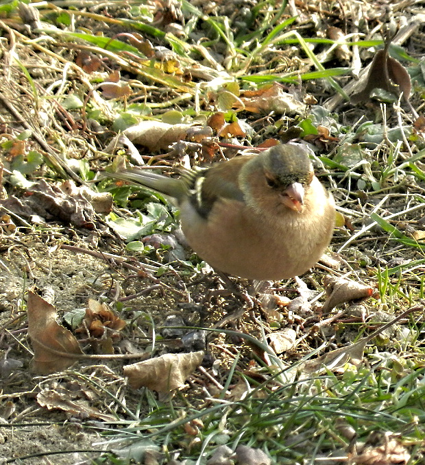 pinka lesná fringilla coelebs