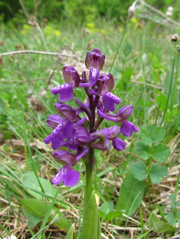 červenohlav obyčajný Anacamptis morio (L.) R. M. Bateman, A. M. Pringeon & M. W. Chase